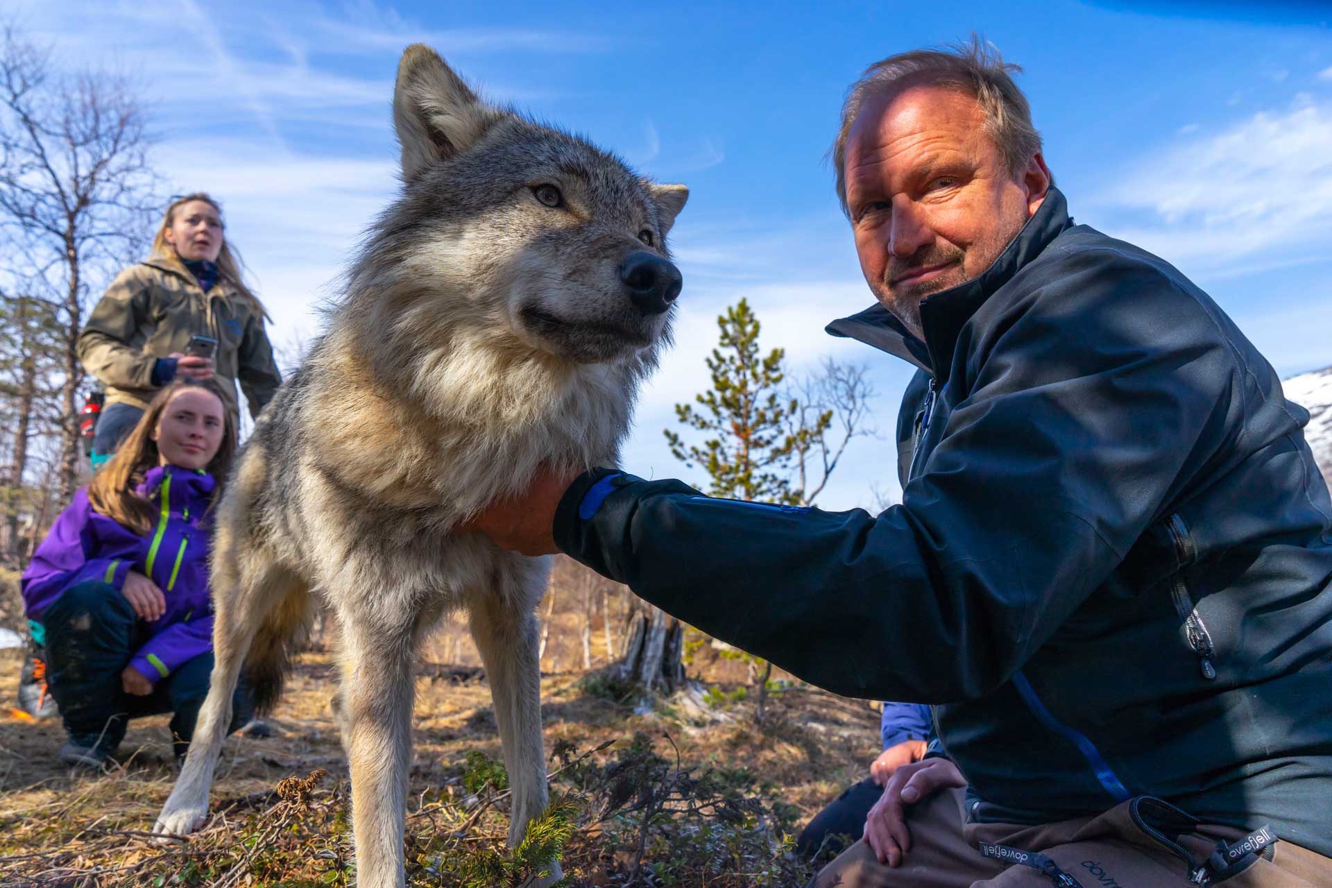 Photo. Petting wolf