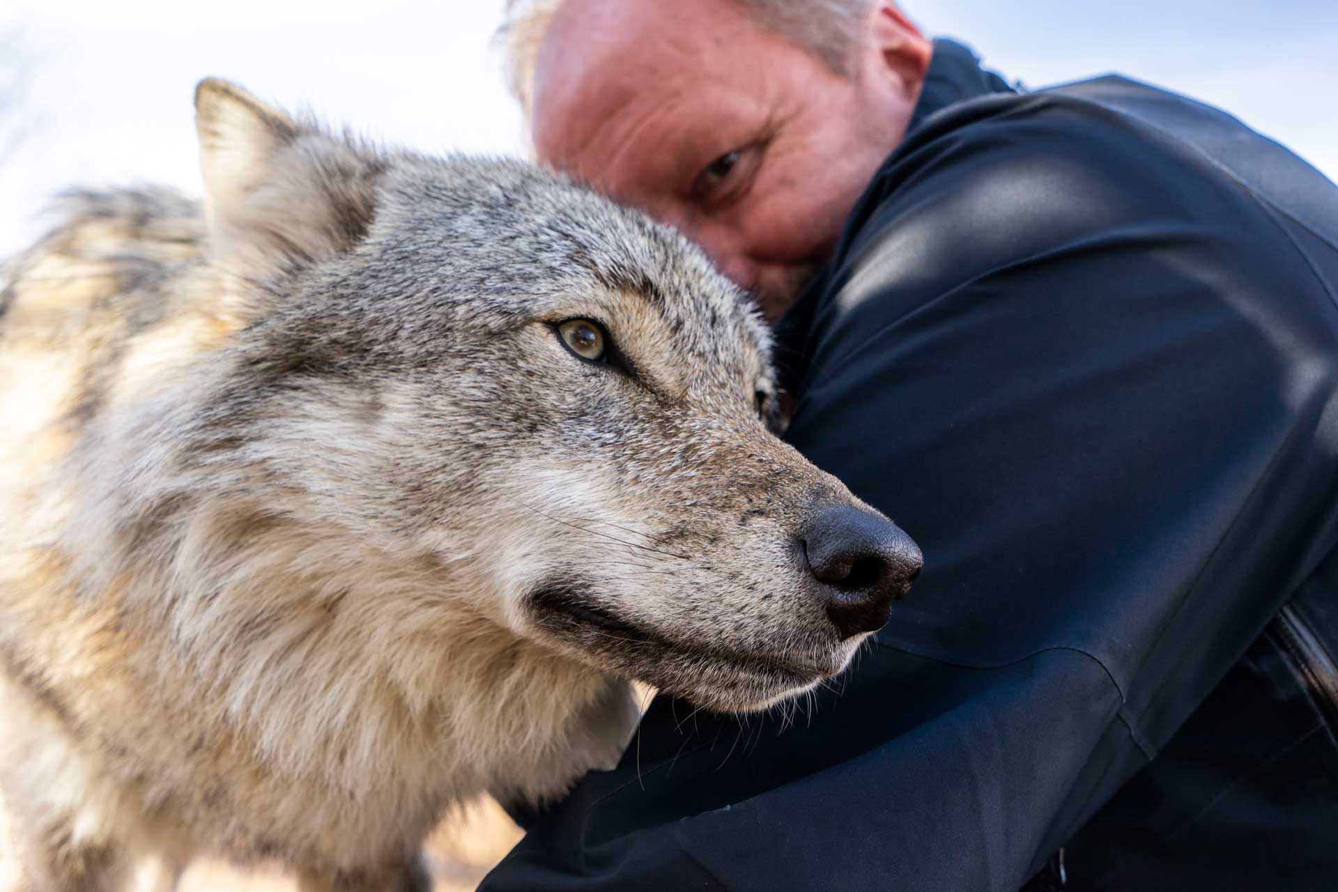 Photo. Hugging Wolf
