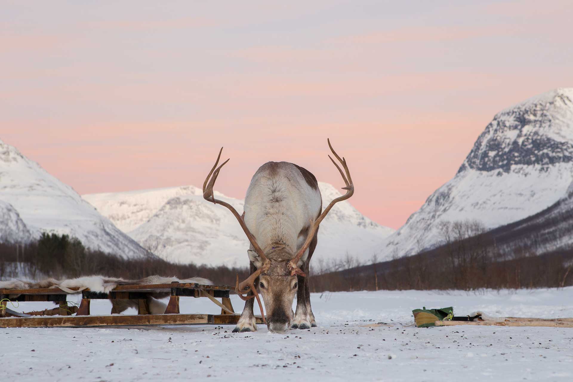 Photo. Reindeer