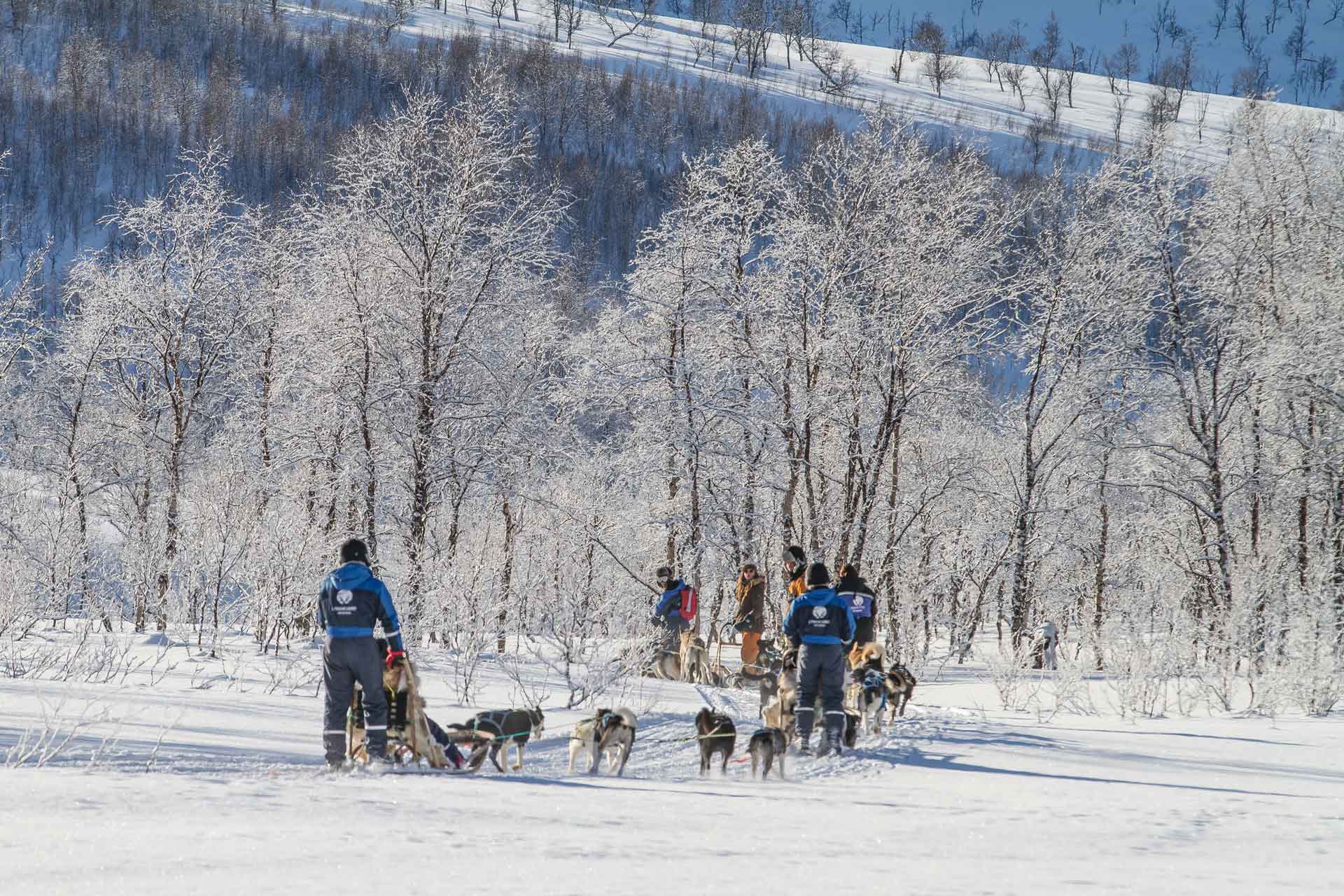 Photo. Dogsleds in the wilderness