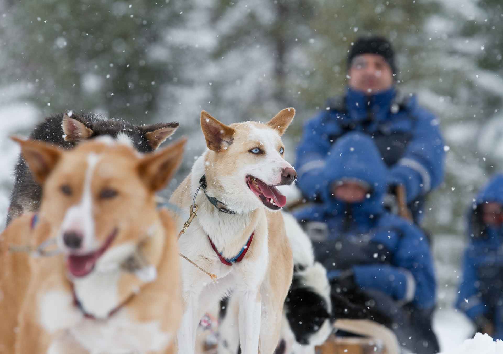 Photo. Huskies in front of dogsled