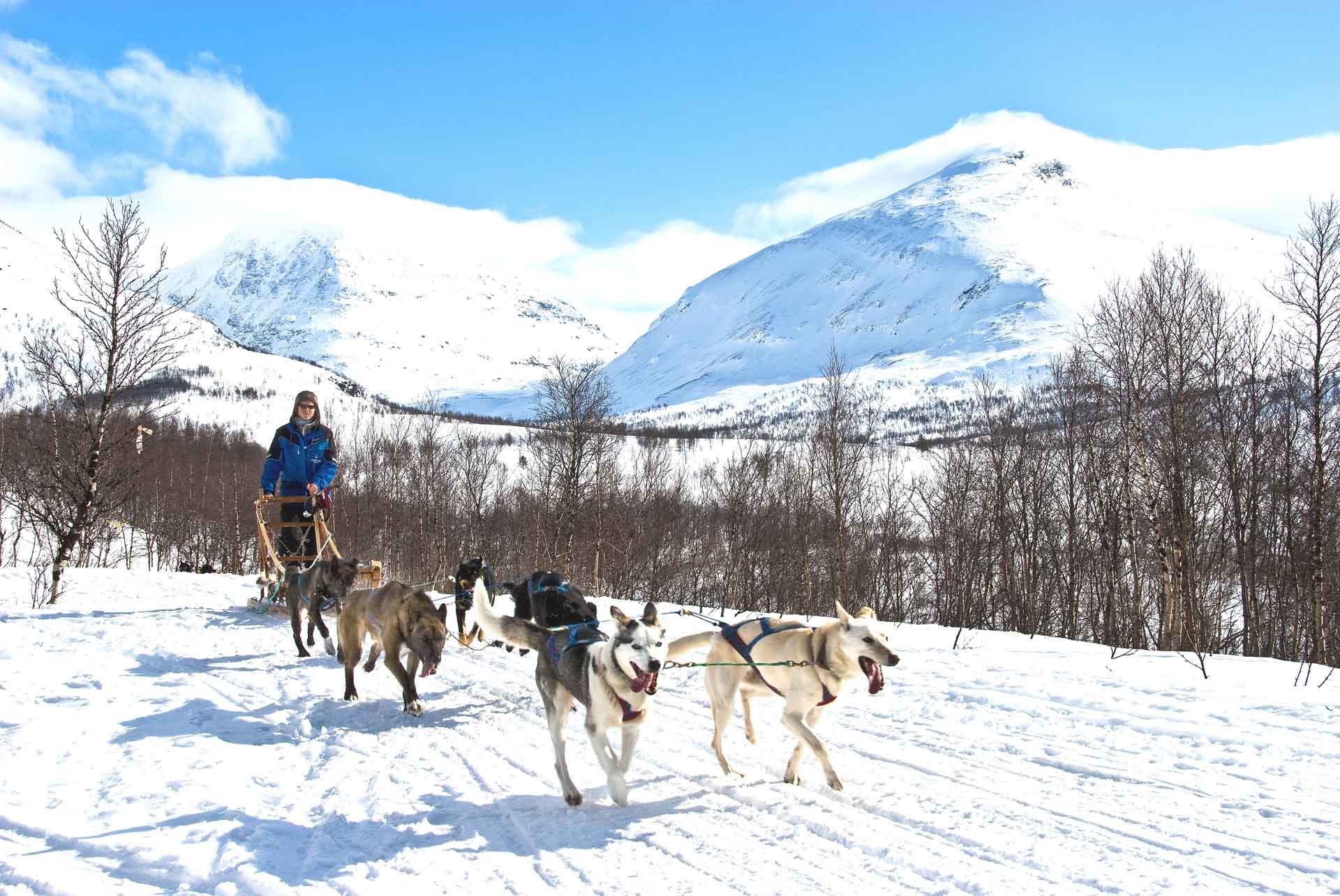 Photo. Dogsled in winter landscape