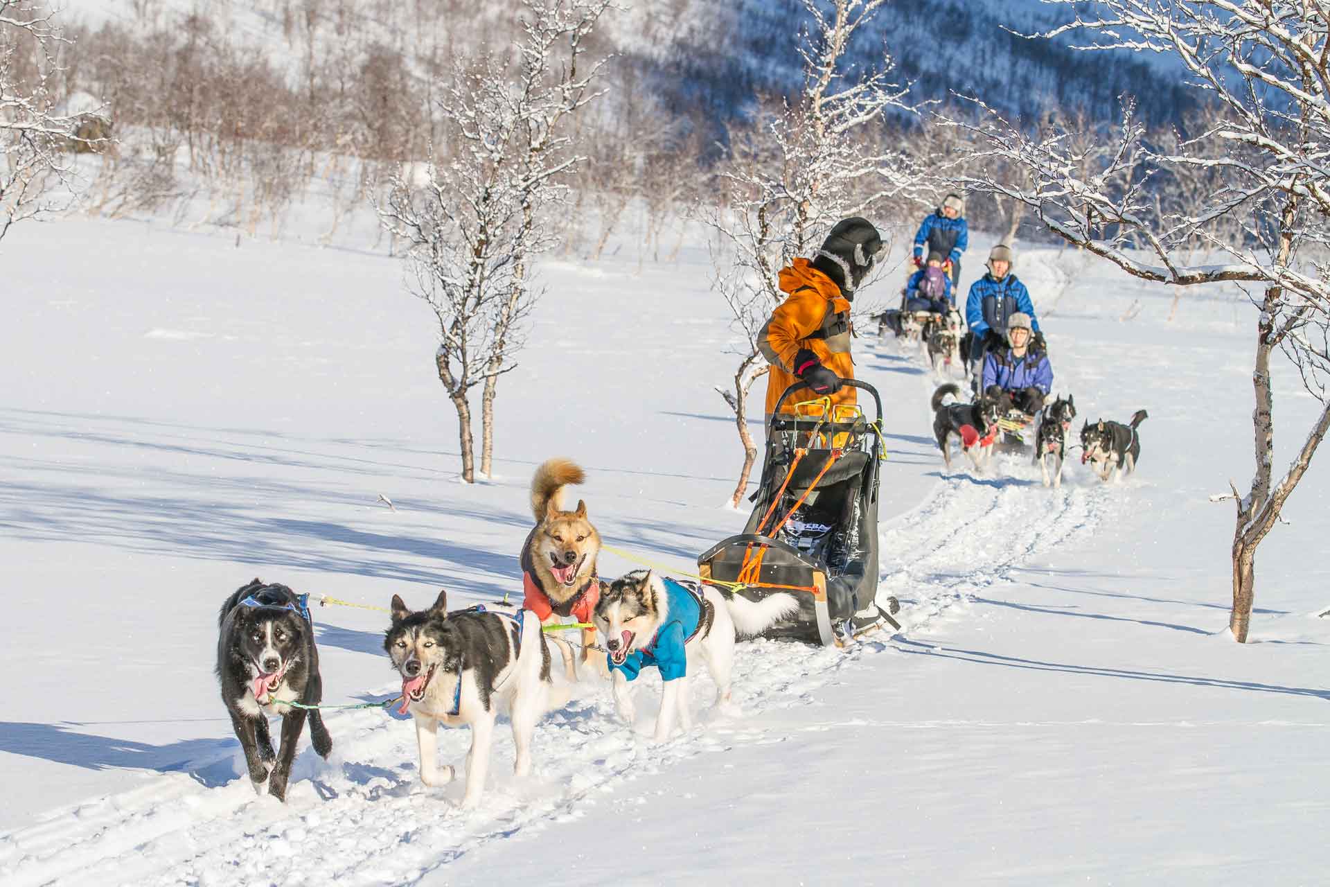 Photo. Dogsleds in the wilderness