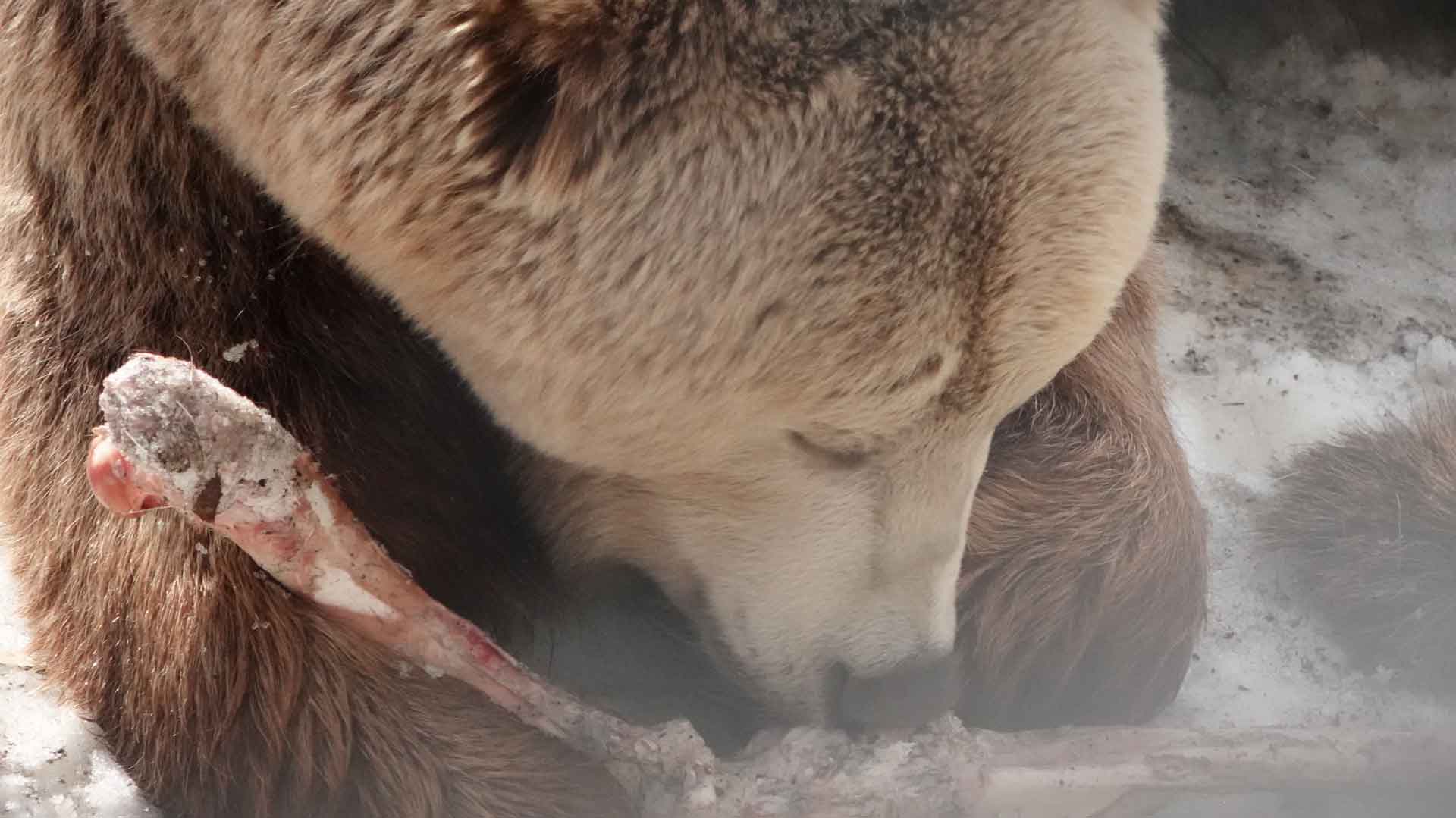 vollan-gjestestue-polar-park-activitu