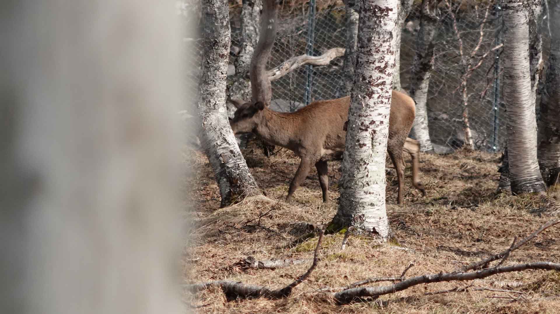 vollan-gjestetsue-polar-park-activity-tromso-deer