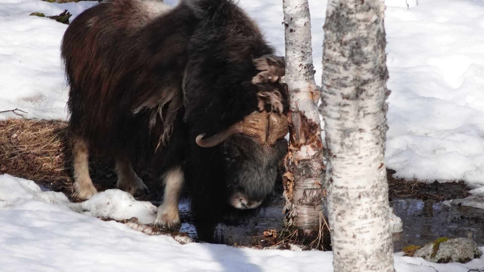 Photo. Musk ox rubbing its horns on a tree